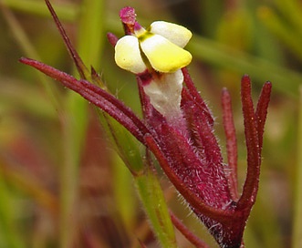 Triphysaria micrantha