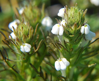 Triphysaria versicolor