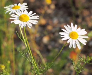 Tripleurospermum inodorum