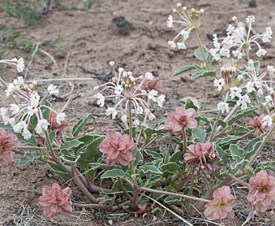 Tripterocalyx carneus