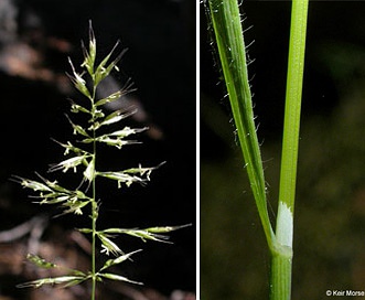 Trisetum canescens