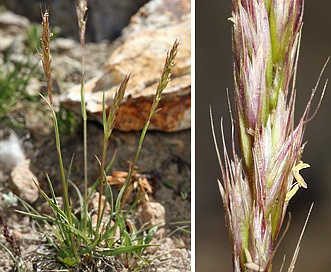 Trisetum spicatum