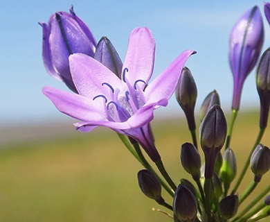 Triteleia bridgesii