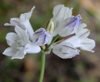 Triteleia grandiflora