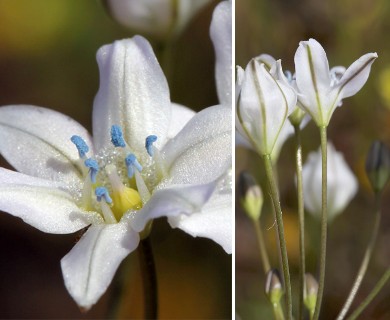 Triteleia lilacina