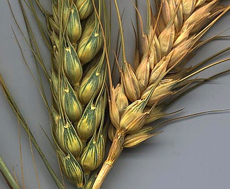 Triticum aestivum