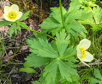 Trollius laxus