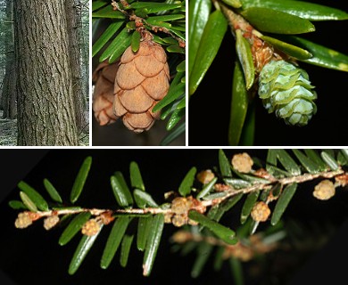 Tsuga canadensis