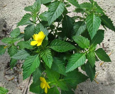 Turnera ulmifolia