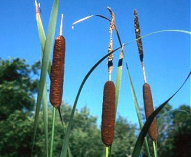 Typha X glauca