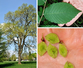 Ulmus americana