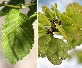 Ulmus pumila