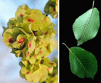 Ulmus thomasii