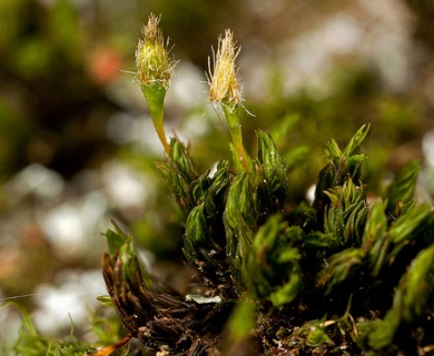 Ulota hutchinsiae