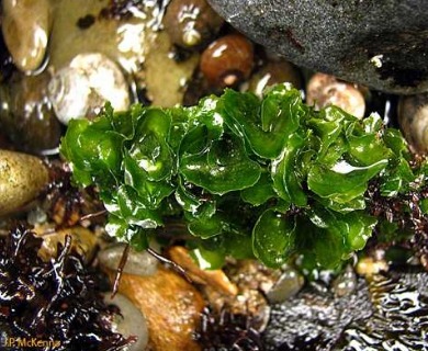 Ulva californica