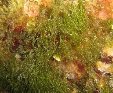 Ulva compressa