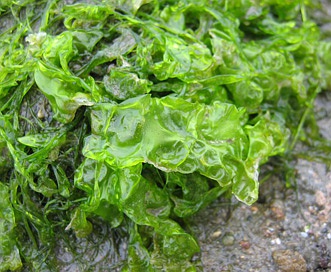 Ulva lactuca