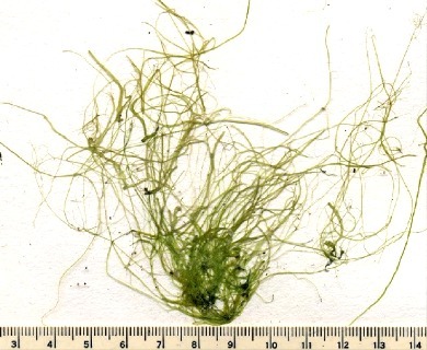 Ulva prolifera