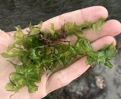 Ulva taeniata