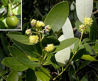 Umbellularia californica