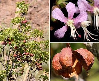 Ungnadia speciosa