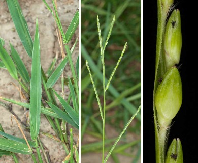 Urochloa platyphylla