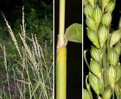 Urochloa texana