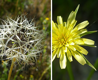 Uropappus lindleyi