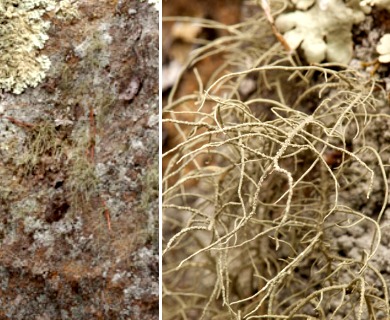 Usnea amblyoclada