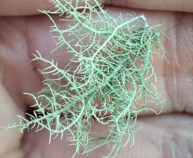 Usnea cornuta