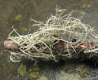 Usnea flavocardia