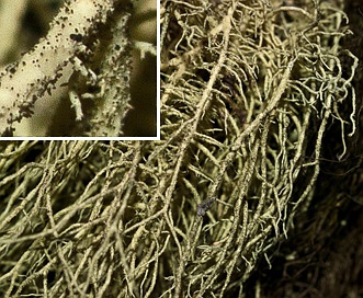 Usnea hirta