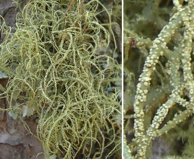 Usnea mutabilis