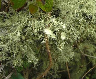 Usnea strigosa