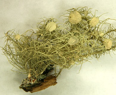 Usnea subfusca