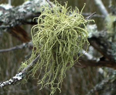 Usnea subscabrosa