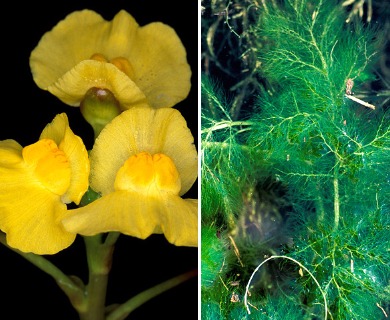 Utricularia foliosa