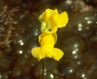 Utricularia geminiscapa