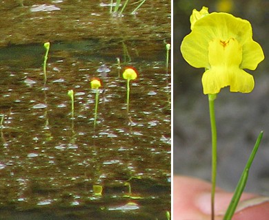 Utricularia gibba