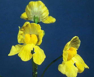 Utricularia inflata