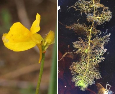 Utricularia intermedia