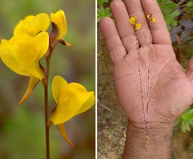 Utricularia juncea