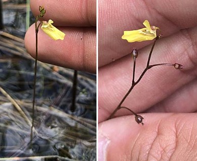 Utricularia minor