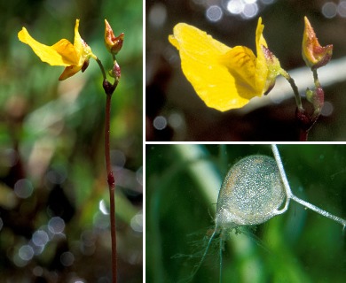 Utricularia ochroleuca