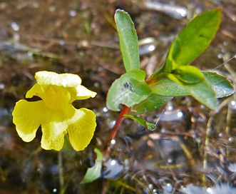 Utricularia radiata