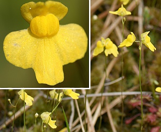 Utricularia subulata