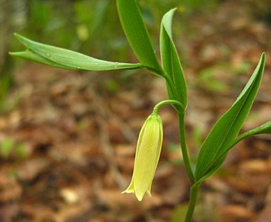 Uvularia sessilifolia