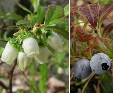 Vaccinium angustifolium