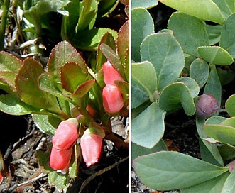 Vaccinium cespitosum