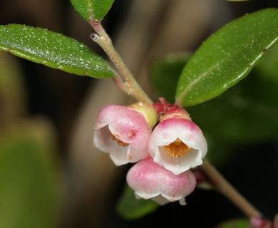 Vaccinium crassifolium